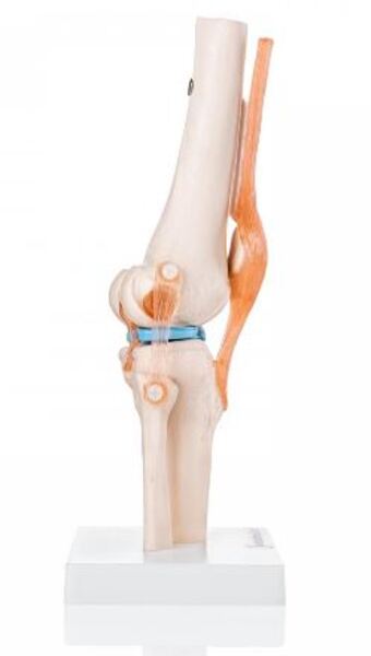 Flexible Knee Model with Ligaments