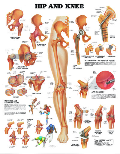 Poster - Hip and Knee