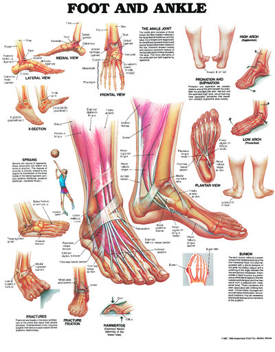 Poster - Foot and Ankle